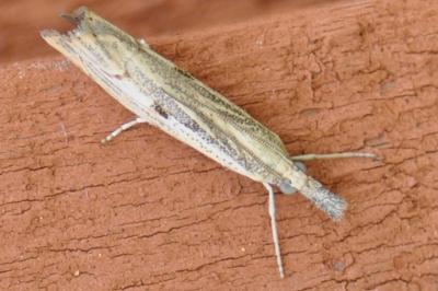 <i>Agriphila geniculea</i>