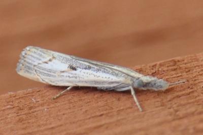 <i>Agriphila geniculea</i>