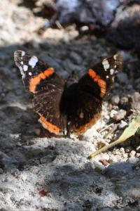 <i>Vanessa atalanta</i>