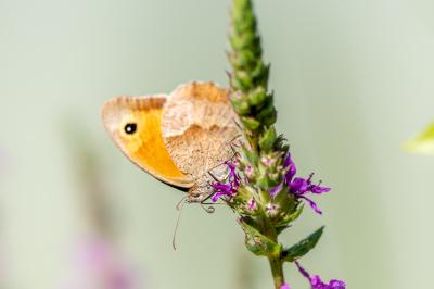 <i>Maniola jurtina</i>