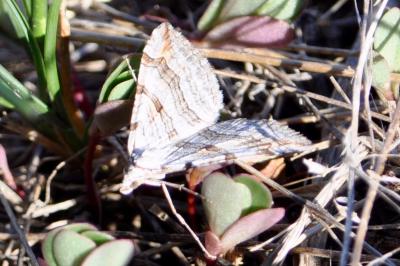 <i>Aplocera</i>