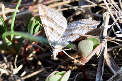 <i>Aplocera</i>