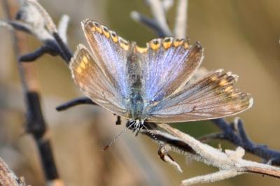 <i>Polyommatus icarus</i>