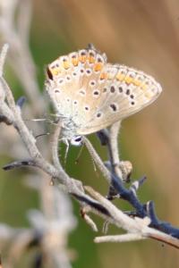 <i>Polyommatus icarus</i>