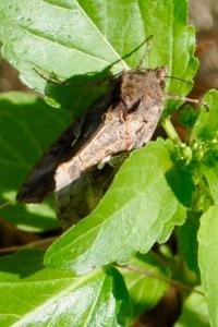 <i>Autographa gamma</i>