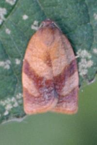 <i>Cacoecimorpha pronubana</i>