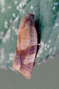 <i>Cacoecimorpha pronubana</i>