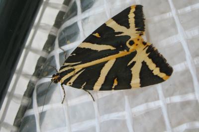 <i>Euplagia quadripunctaria</i>