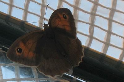 <i>Maniola jurtina</i>