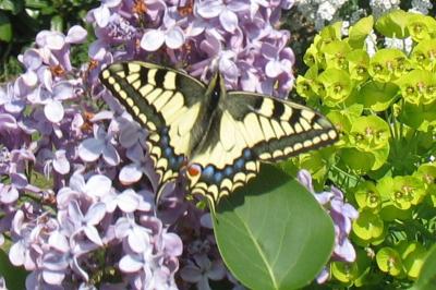 <i>Papilio machaon</i>