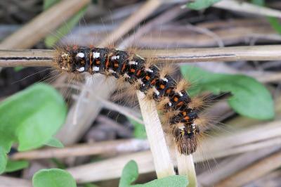 <i>Acronicta rumicis</i>