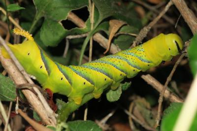 <i>Acherontia atropos</i>