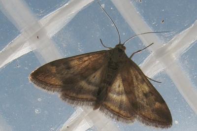 <i>Pyrausta despicata</i>