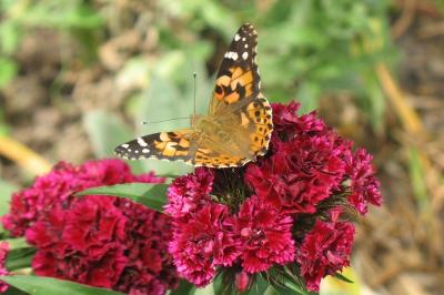 <i>Vanessa cardui</i>