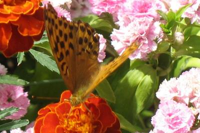 <i>Argynnis paphia</i>