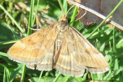 <i>Pyrausta despicata</i>