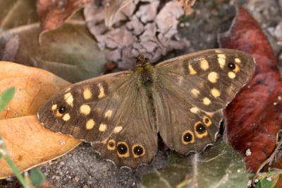 <i>Pararge aegeria</i>