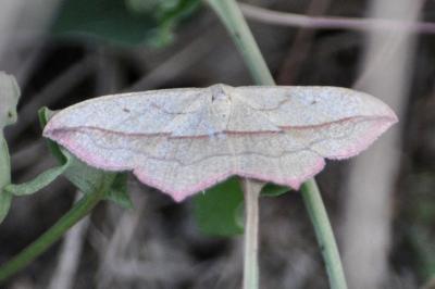 <i>Timandra comae</i>