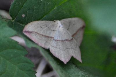 <i>Timandra comae</i>