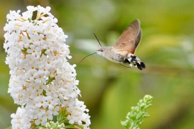 <i>Macroglossum stellatarum</i>