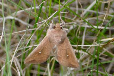 <i>Mythimna albipuncta</i>