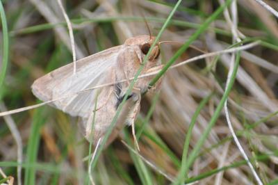 <i>Mythimna albipuncta</i>
