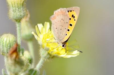<i>Lycaena phlaeas</i>