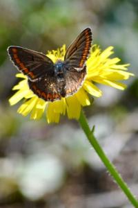 <i>Aricia agestis</i>
