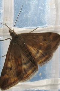 <i>Pyrausta despicata</i>