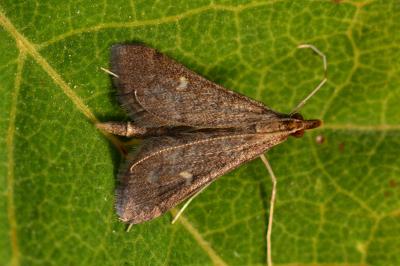 <i>Dolicharthria punctalis</i>