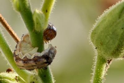 <i>Helicoverpa armigera</i>