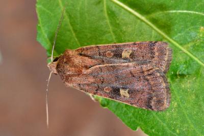 <i>Xestia xanthographa</i>