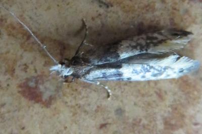 <i>Trichophaga</i>