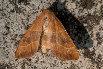 <i>Atethmia centrago</i>