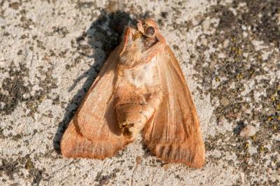 <i>Atethmia centrago</i>