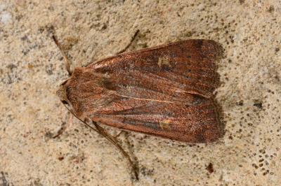 <i>Xestia xanthographa</i>