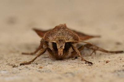 <i>Xestia xanthographa</i>