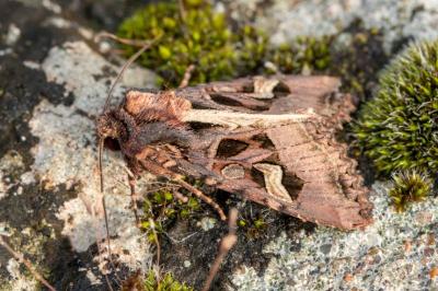 <i>Trigonophora flammea</i>