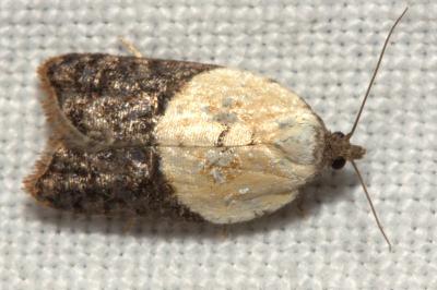 <i>Acleris variegana</i>