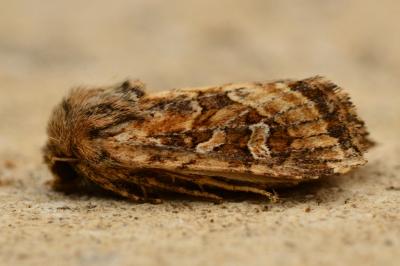<i>Luperina dumerilii</i>