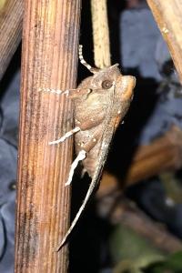 <i>Scoliopteryx libatrix</i>
