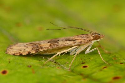 <i>Nomophila noctuella</i>