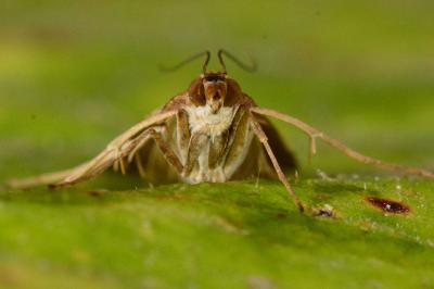<i>Nomophila noctuella</i>