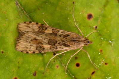 <i>Nomophila noctuella</i>