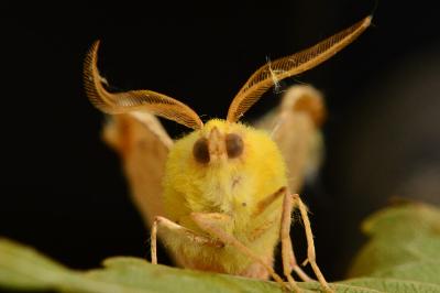 <i>Ennomos alniaria</i>