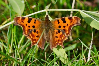 <i>Polygonia c-album</i>