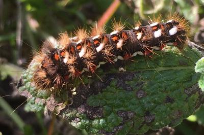 <i>Acronicta rumicis</i>