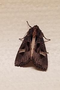 <i>Trigonophora flammea</i>