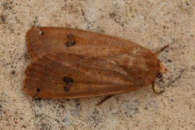 <i>Noctua pronuba</i>