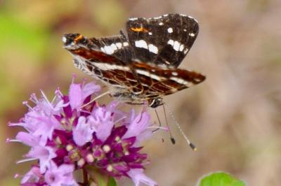 <i>Araschnia levana</i>